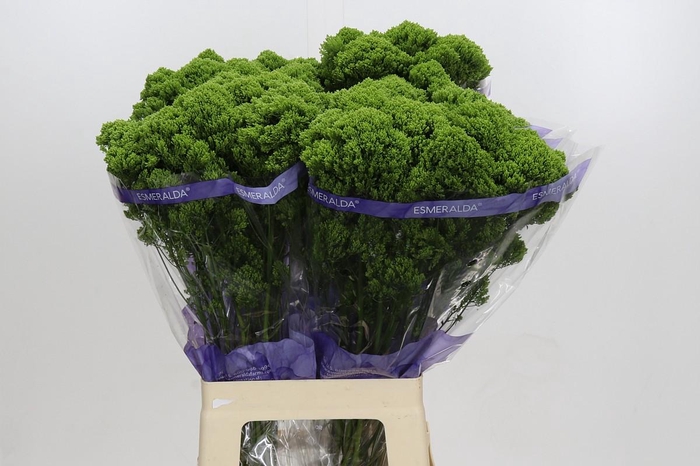 <h4>Trachelium Jade</h4>