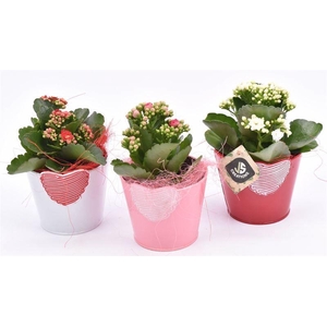 Zink hart mix pot 10cm