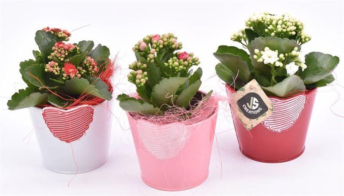 <h4>Zink hart mix pot 10cm</h4>