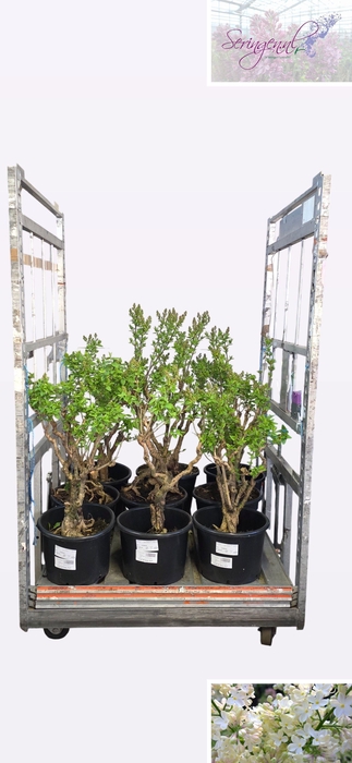 <h4>SYRI V PRIMROSE</h4>