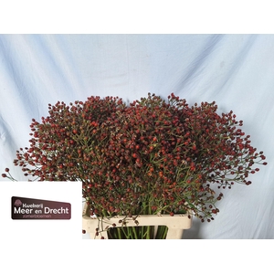 ROSA MAG RED CASCADE