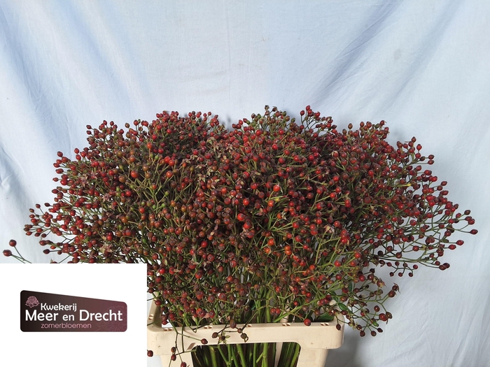 <h4>ROSA MAG RED CASCADE</h4>