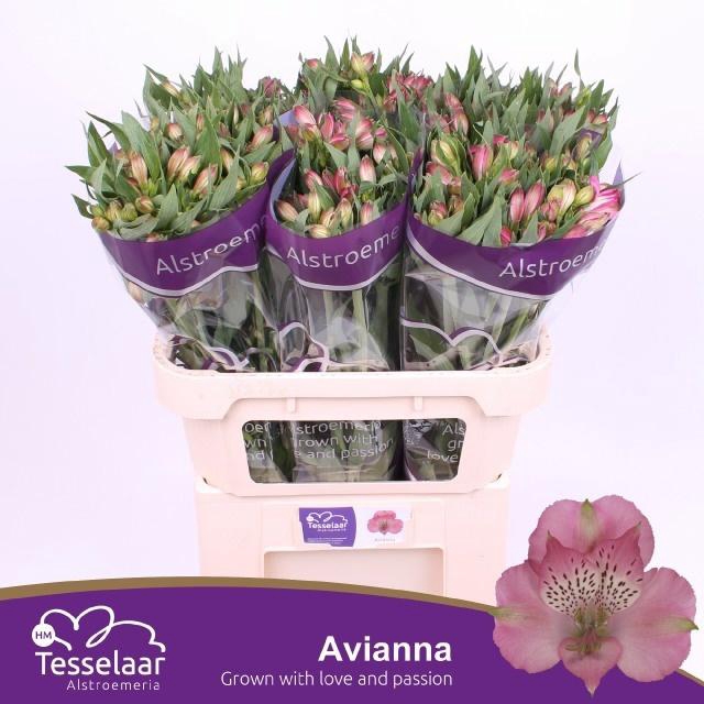<h4>ALSTR AVIANNA</h4>