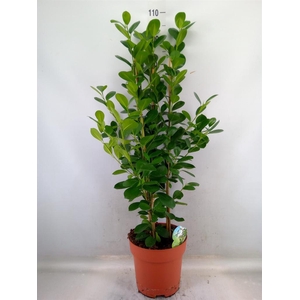 Ficus microcarpa 'Moclame'