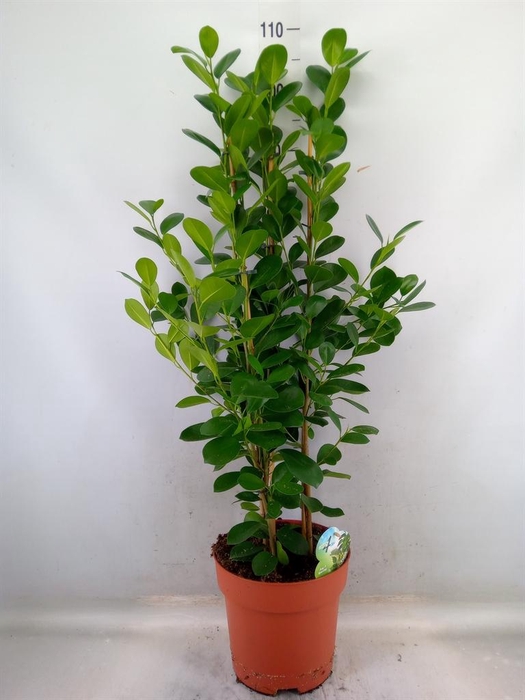 <h4>Ficus microcarpa 'Moclame'</h4>
