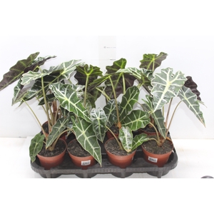 ALOCASIA POLLY P12
