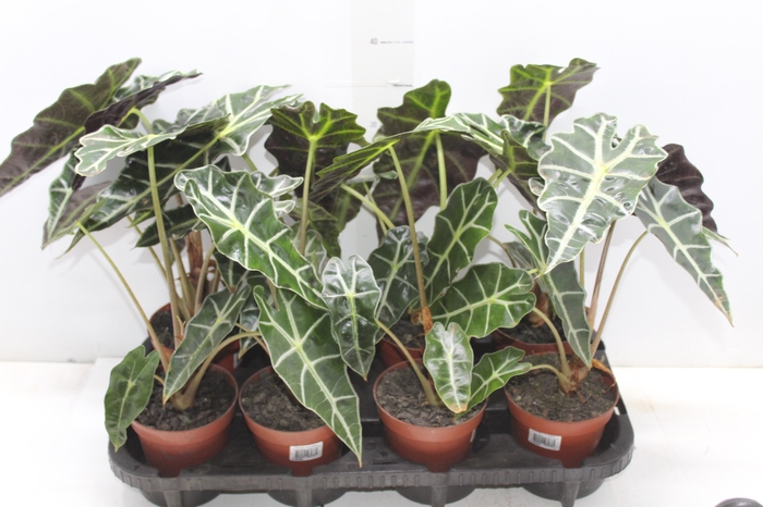 <h4>ALOCASIA POLLY P12</h4>