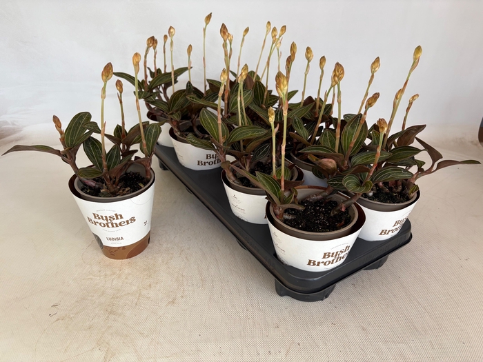 <h4>LUD DISCOLOR</h4>