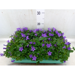 Campanula porten. 'Porto'