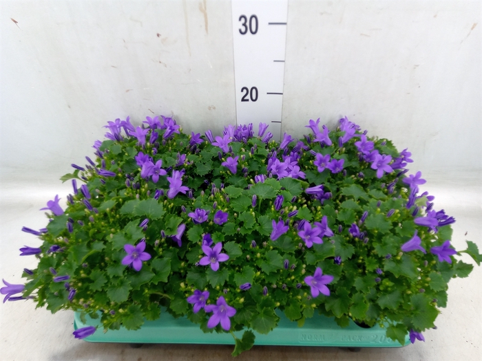 <h4>Campanula porten. 'Porto'</h4>