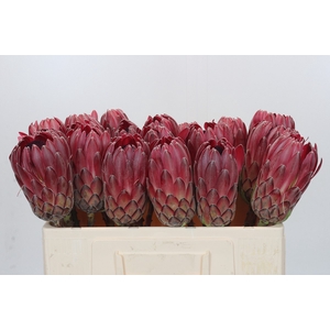 Protea Sharon