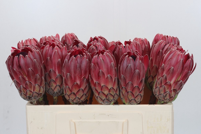 <h4>Protea Sharon</h4>