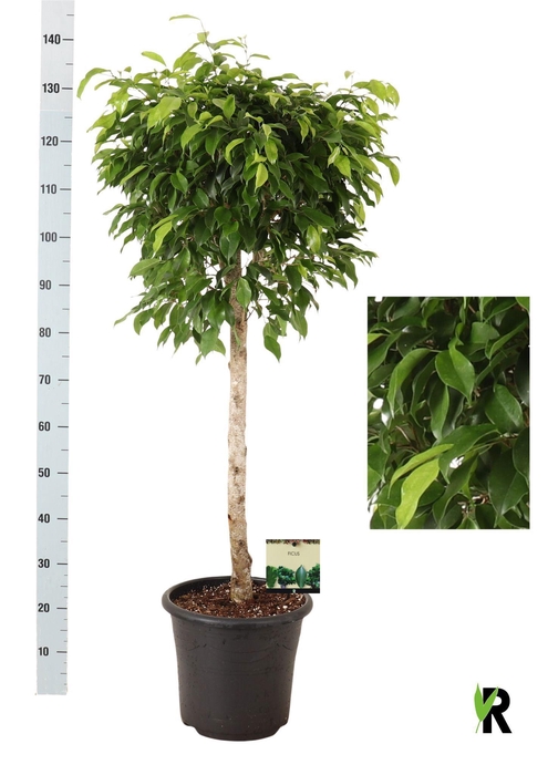 <h4>FIC BENJAMINA OV</h4>