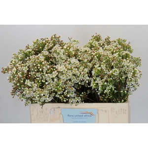 Chamelaucium Dawn Pearl