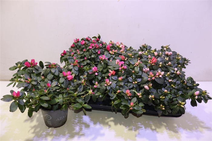 <h4>Rhodo Si Vogel Gem</h4>