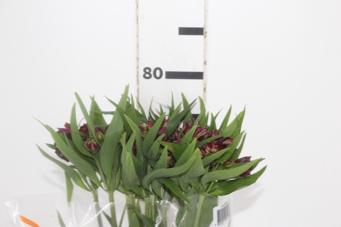 <h4>ALSTROEMERIA POMPEII 080 CM</h4>