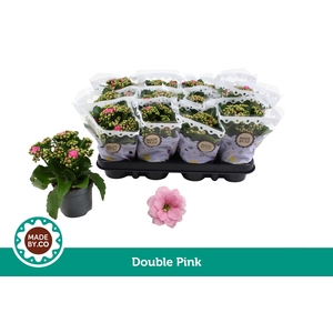 Kalanchoë Double Pink