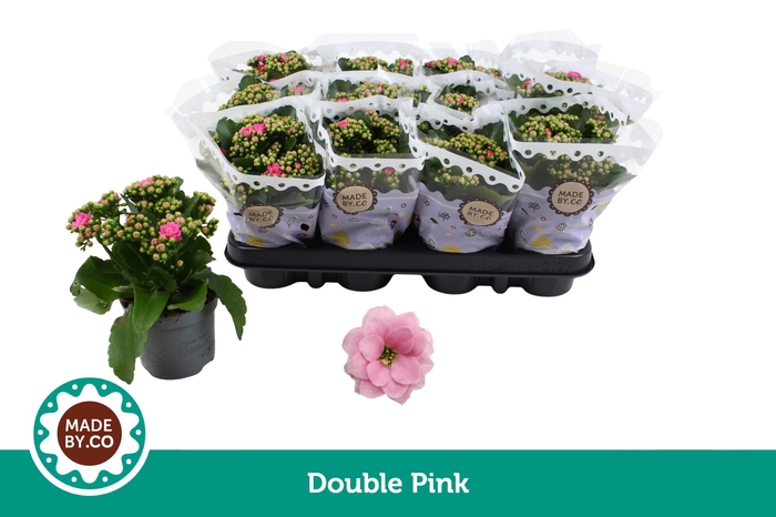 <h4>Kalanchoë Double Pink</h4>