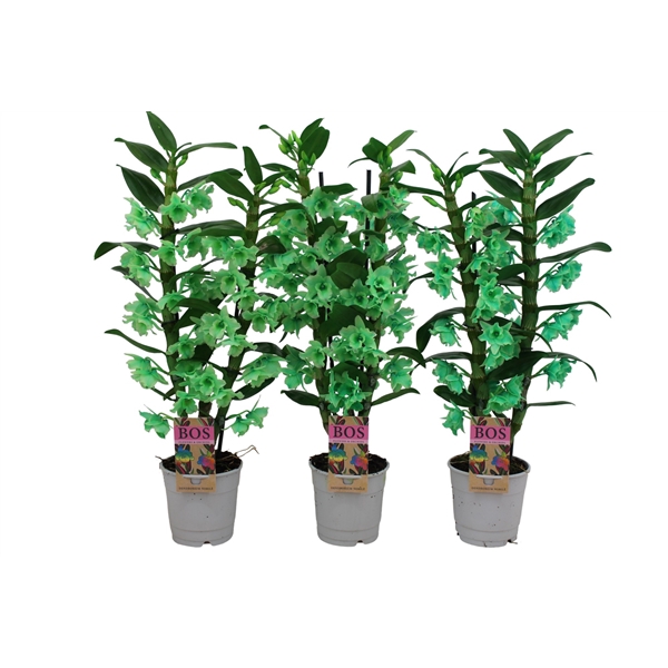 <h4>Dendrobium Nobile, Colour 2-tak Green (inject)</h4>