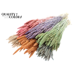 Gierst per bunch Intense Frosted Mixed Colours