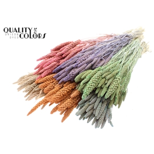 Gierst per bunch Bleached Mixed Colours Frosted