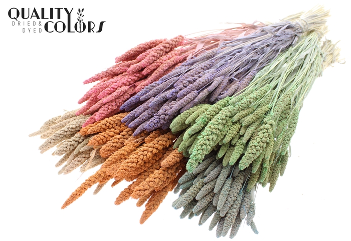 <h4>Gierst per bunch Bleached Mixed Colours Frosted</h4>