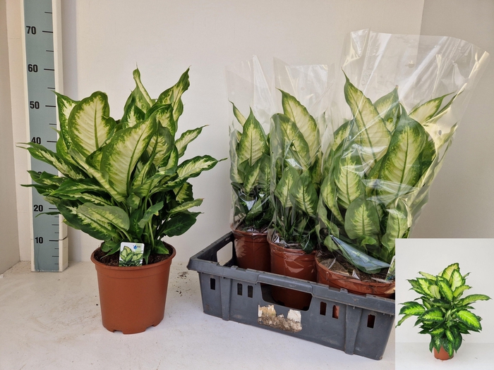 <h4>DIEFF CAMILLA</h4>