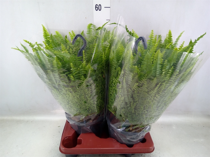 <h4>Nephrolepis exal. 'Green Lady'</h4>