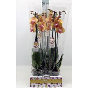 Phalaenopsis   ...