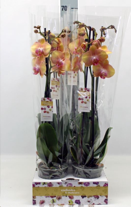 <h4>Phalaenopsis   ...</h4>