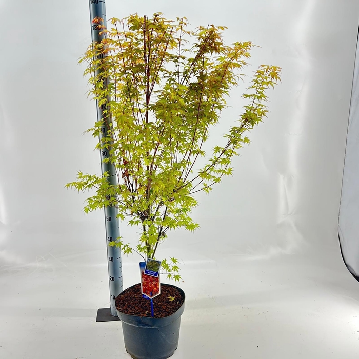 <h4>Acer pal. 'Katsura'</h4>