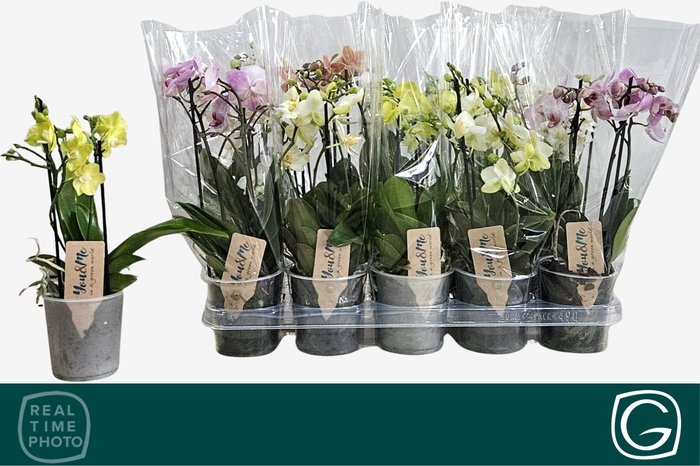 <h4>PHAL MF GEM 4 KL</h4>