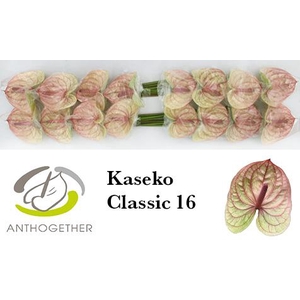 Anthurium Kaseko Classic