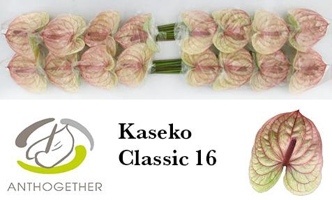 <h4>Anthurium Kaseko Classic</h4>