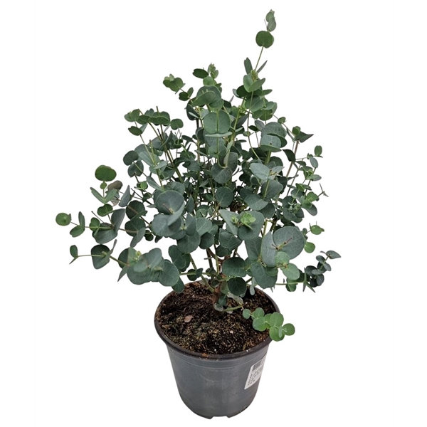 <h4>Eucalyptus Gunnii Bush</h4>