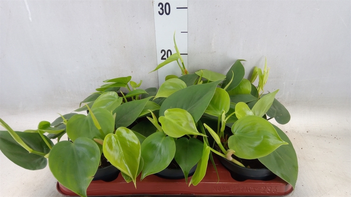 <h4>Philodendron scand.</h4>
