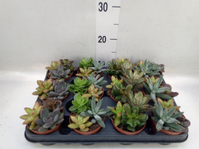 <h4>Succulents   ...</h4>