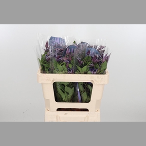 Clem Di Bl Pirouette