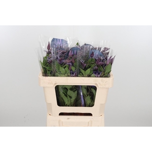 Clem Di Bl Pirouette