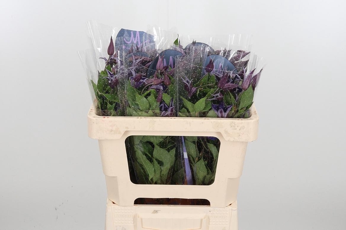 <h4>Clem Di Bl Pirouette</h4>