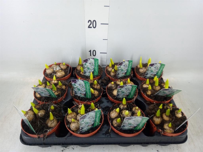 <h4>Ornithogalum balansae</h4>