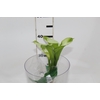 CALLA 040 CM VERDE