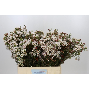 Chamelaucium Moonlight Delight