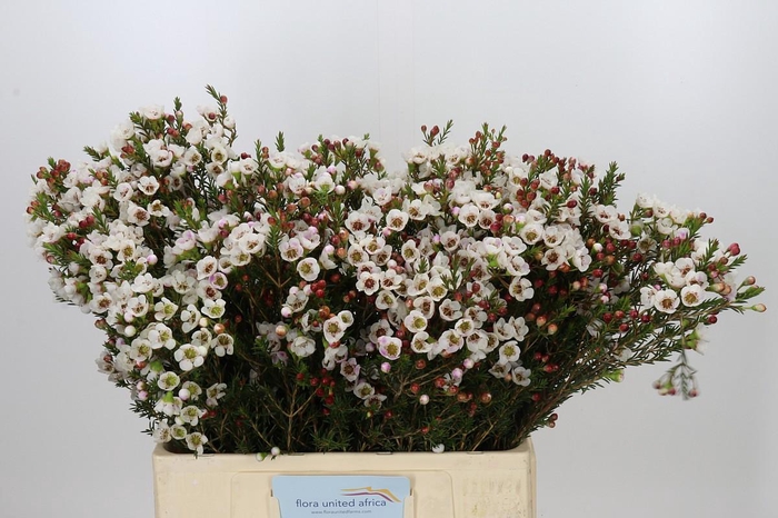 <h4>Chamelaucium Moonlight Delight</h4>