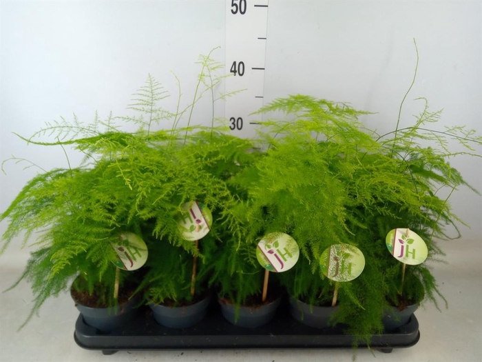 <h4>Asparagus setaceus</h4>