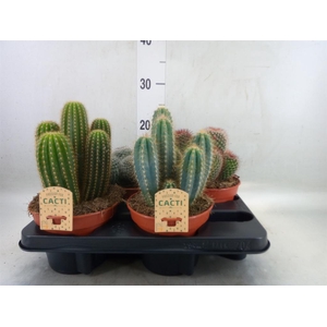 Cactus   ...mix