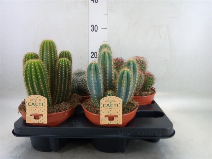 <h4>Cactus   ...mix</h4>