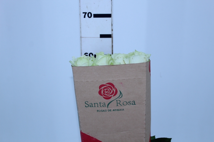 ROSA AVALANCHE 060 CM ESTUFA