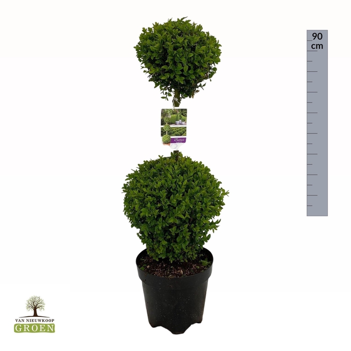 <h4>Buxus sempervirens Duobol M</h4>