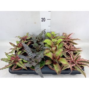 Cryptanthus   ...mix